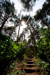 서벽리 금강 소나무숲