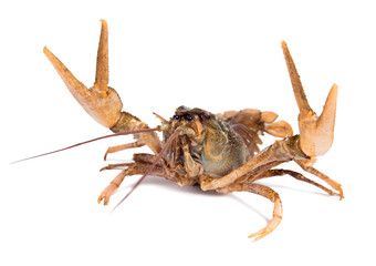 Crawfish in fighting pose