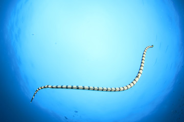 Banded Sea Snake
