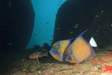 Fototapeta na wymiar Pair Blue-ringed Angelfish