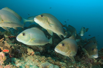 Sweetlips fish school