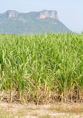 Crop Sugarcane.