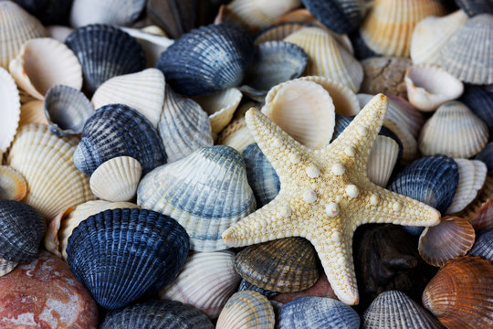 Starfish and seashells collection