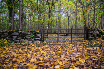 Old wooden gate at autumn