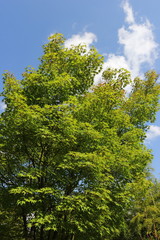 カエデの木と夏の空