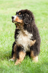 Fototapeta premium Bernese mountain dog