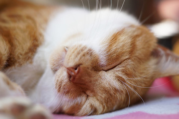 眠る茶猫