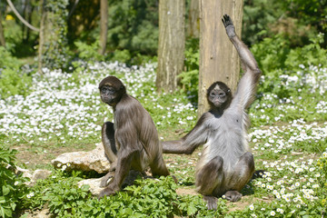 Variegated spider monkeys on grass