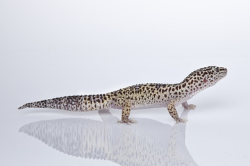 Fototapeta na wymiar Leopard Gecko on white background
