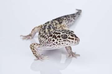 Leopard Gecko on white background