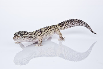 Leopard Gecko on white background