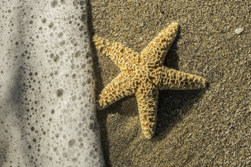 Starfish into the waves
