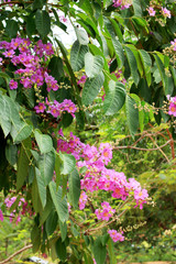 Cananga odorata pink flowers - asia tree