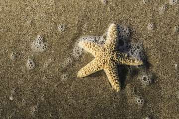 Fototapeta na wymiar Starfish into the waves