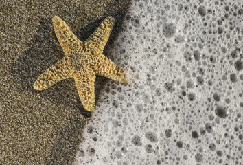 Starfish into the waves