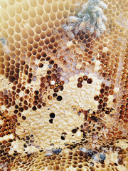 bees inside the hive close up