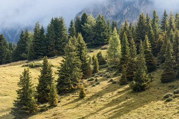 spruce trees growing on alpine meadow