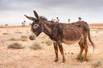 Fotobehang Brown donkey © PASTA DESIGN