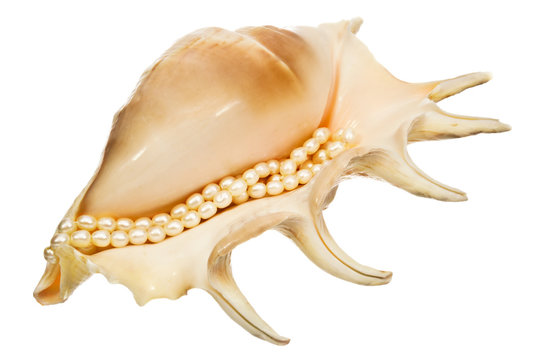 Pearl in shell