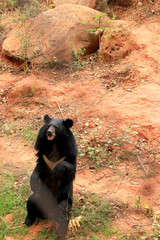 Asiatic black bears in nature