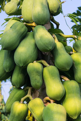 Papaya