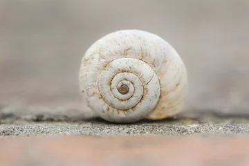 Poster Macro Empty Little Shell Snail on Brick © Nebojsa