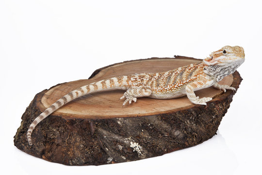 Bearded Dragon on the wood with white background