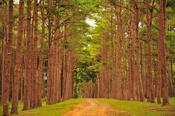 Autumn Pine Forests