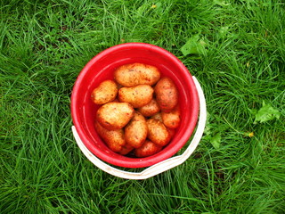 bucket of potatoes
