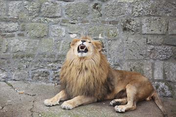 Male Lion Growling and Showing Dangerous Teeth
