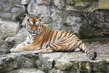Fototapeta na wymiar Siberian Tiger in his Territory
