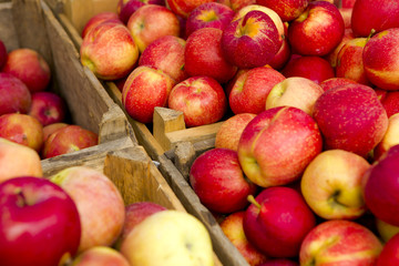 Fototapeta na wymiar Organic Apples