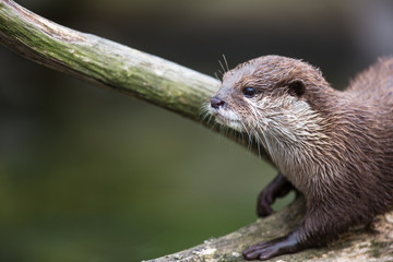 An oriental small-clawed otter / Aonyx cinerea /