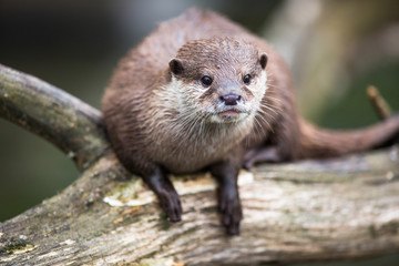 An oriental small-clawed otter / Aonyx cinerea /