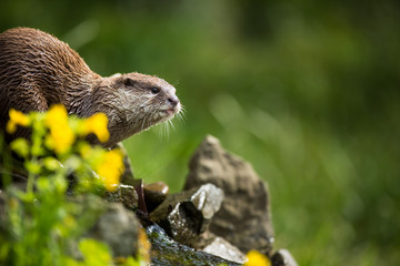 An oriental small-clawed otter / Aonyx cinerea /