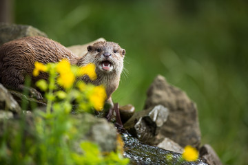 Fototapeta premium An oriental small-clawed otter / Aonyx cinerea /