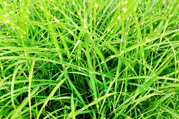 Ornamental plant