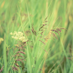 Retro Filtered Spring Grasses