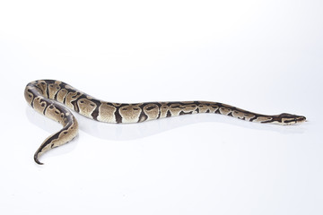 Ball Python with white background