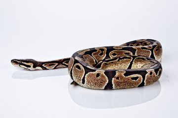 Ball Python with white background
