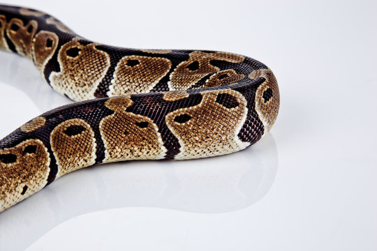 Ball Python with white background
