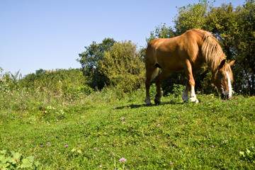 horse on the field