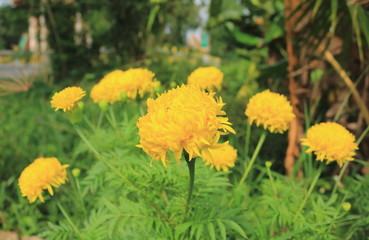 yellow Chrysanthemum flower in the garden