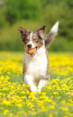 Hund in Action