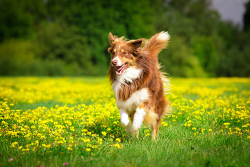 Hund in Action