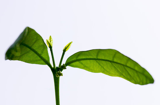 sapling on white background
