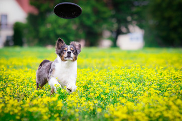 Hund in Action