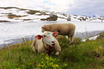 sheep on a mountain meadow