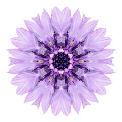 Purple Cornflower Mandala Flower Kaleidoscope Isolated on White