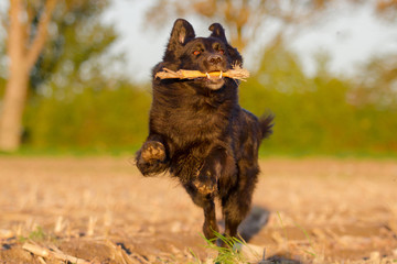 Hund in Action